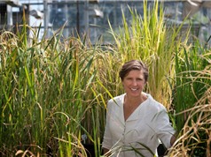 Nhà khoa học nữ giành giải VinFuture: Cứu tinh của những vùng lúa ngập úng